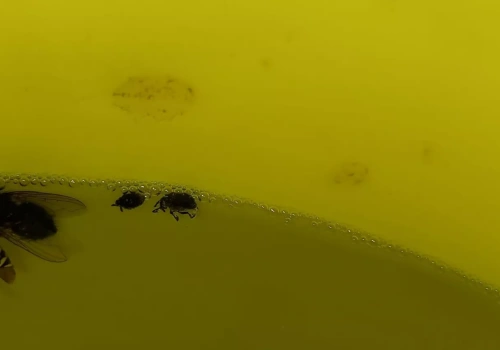 UWAGA! Chowacz już w uprawie rzepaku - czas na żółte naczynia