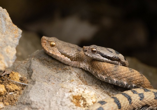 Kanibalizm u węży. Zjadają siebie nawzajem, ale wyszło na jaw coś nowego