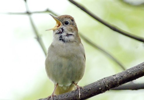 Dlaczego niektóre ptaki śpiewają również w nocy?