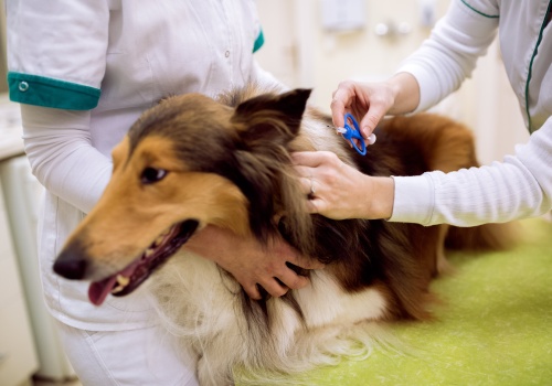 Warszawa finansuje kastrację i czipowanie pupili. Ruszyła nowa edycja programu