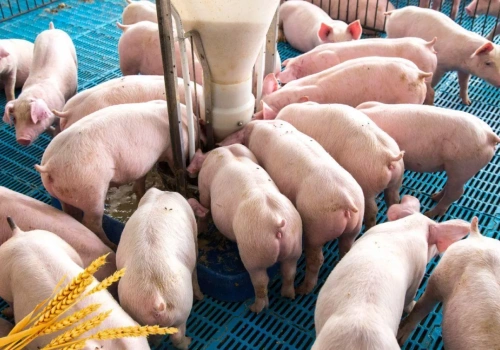 Ceny zbóż i świń spadają. Czy będzie pomoc dla rolników?