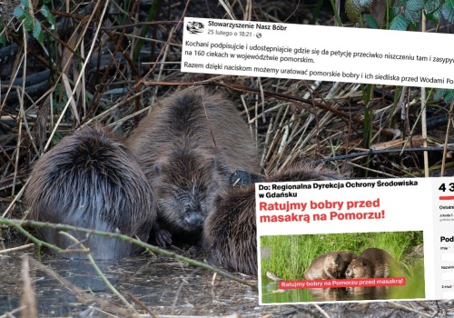 Pomorskie: powstała petycja przeciwko niszczeniu bobrzych tam i zasypywaniu nor na 160 ciekach