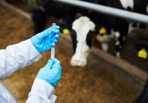 Na wsi brakuje lekarzy weterynarii i z roku na rok jest coraz gorzej. Apel do ministra