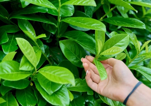 Liście brązowe po zimie? Zrób jeden test – laurowiśnia może jeszcze odżyć