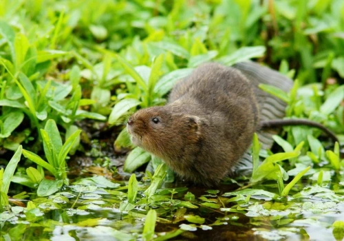 To nie kret ani nornica. Ten gryzoń niszczy korzenie – sprawdź, jak go humanitarnie odstraszyć