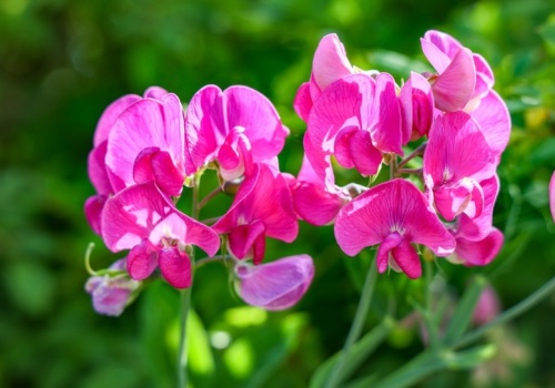 Efektowny i nieziemsko pachnący. Wysiej już teraz, a sąsiedzi oniemieją