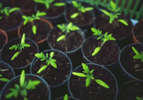 Siejesz pomidory w marcu? Jeden błąd sprawi, że plon będzie mizerny