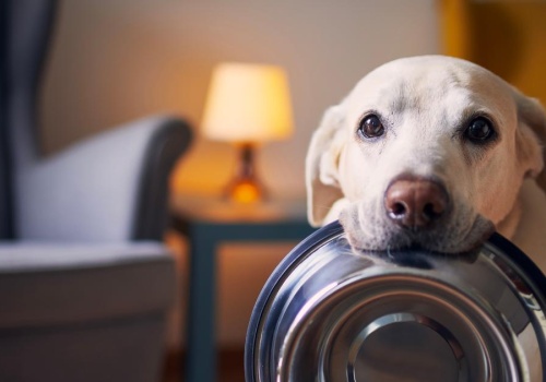 Psy hamują rynek karmy. Nowych kupujących przyciągają koty