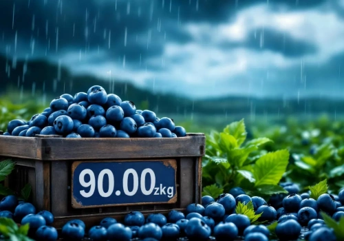 Dlaczego borówki i truskawki drożeją? Czasem zapominamy jak bardzo bezradni możemy okazać się wobec pogody