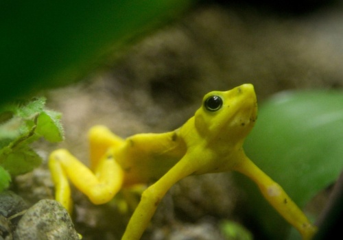 Złota żaba wraca do dżungli. To niespodziewane wieści, miało jej tu nie być