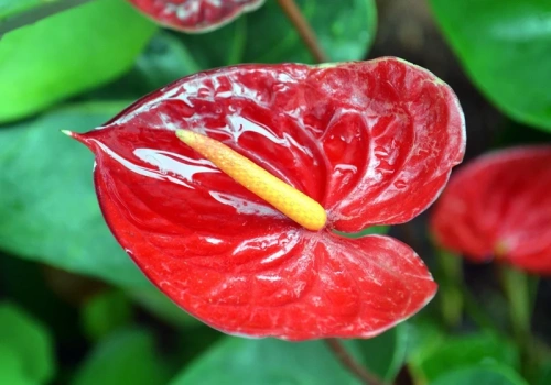 Biorę odpad z kuchni i mieszam z ziemią. Po miesiącu – nowe pąki anturium