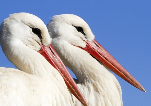 Bociany leciały już do Polski. Utknęły jednak. Co się z nimi dzieje?
