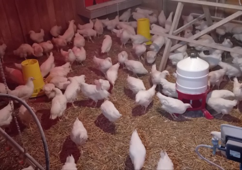 Nowe ogniska ptasiej grypy 2026. Ponad 170 tys. ptaków do likwidacji