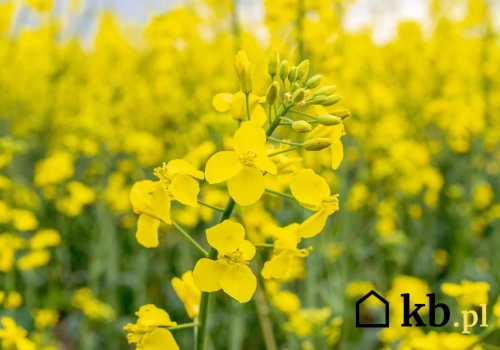 Rolnicy już zastępują nim pellet. Coraz więcej osób przekonuje się do nowego opału