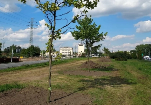 Uratowali platany przed wycinką, ale większość drzew obumarła. Mieszkańcy alarmowali, że przesadzono je byle jak