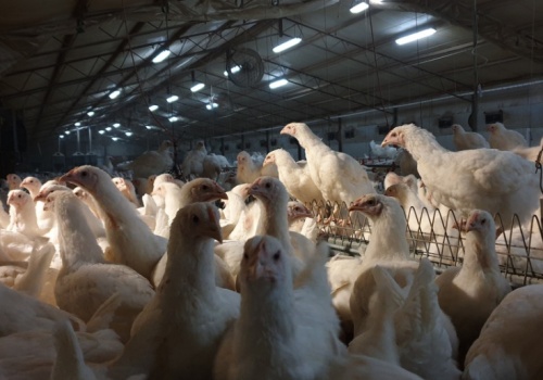 Nowe ogniska chorób drobiu. Do wybicia ćwierć miliona ptaków