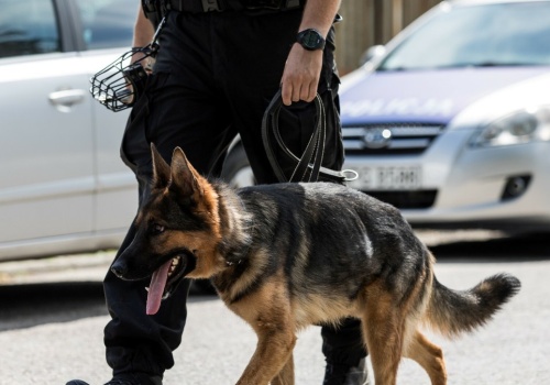 Pies coś wywęszył. Nielegalny towar Sztorm znalazł w bieliźnie