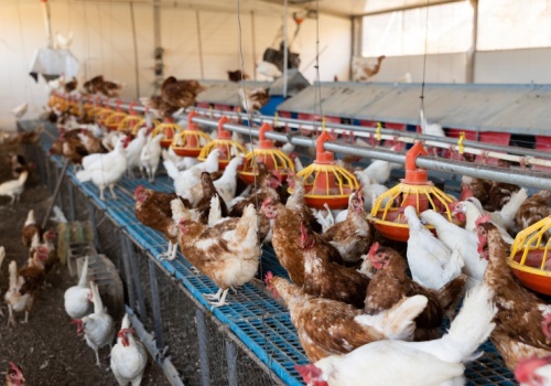 Choroby zwierząt coraz droższe. Epidemie w stadach kosztowały państwo miliardy