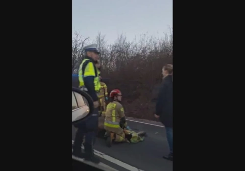 Łoś leżał na środku jezdni. Na miejscu nie było żadnego uszkodzonego auta