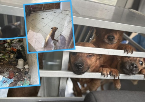 Wstrząsająca interwencja w Lasowicach Wielkich. Głodzone psy i śmieci