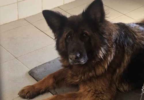 Wrocławianin pozbył się problemu. Oddał Miśkę do schroniska, bo... szczeka i jest głupia