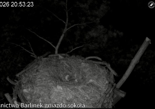 Transmisja z ptasich gniazd