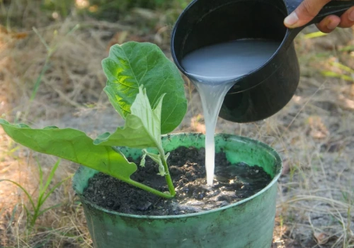 Zostawiłam wodę po ryżu na 3 dni. Skrzydłokwiat wypuścił po niej nowe liście