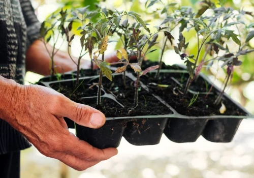 Superodżywka za darmo. Wszystkie sadzonki rosną po niej szybciej i nie gniją