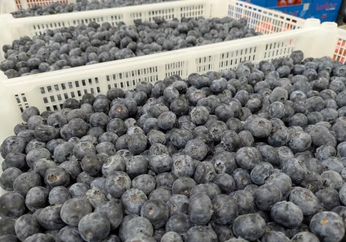 Ukraińska borówka w 2026 roku: nowe szanse czy rosnąca presja konkurencji?