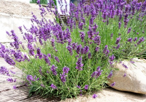 Wiosną koniecznie zrób to z lawendą. Będzie bujnie kwitła cały sezon