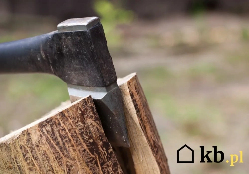 Ten popularny gatunek drewna potrzebuje nawet 3 lat schnięcia. Mało kto o tym wie