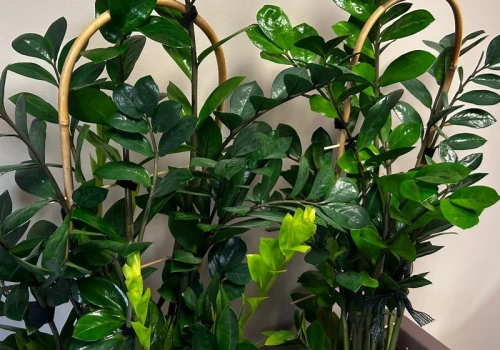 Zrób to w marcu, a zamiokulkas wreszcie ruszy. Ten sposób jest bezpieczniejszy niż domowe odżywki