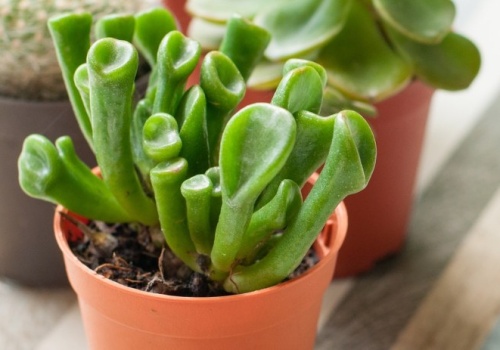 Uszy Shreka są piękne i przyciągają pieniądze. Postaw je na parapecie