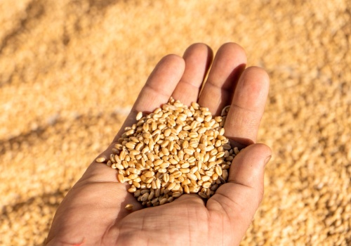 Ceny zbóż w skupach w marcu