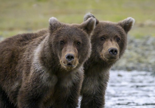 Wracają po stu latach. Wybito je co do jednego