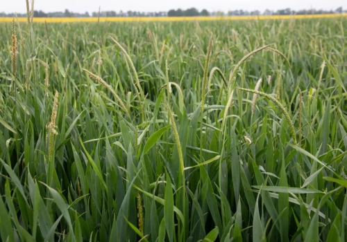 Rolnicy alarmują: bez tej decyzji plony spadną nawet o 66%! Pilna rejestracja substancji czynnej