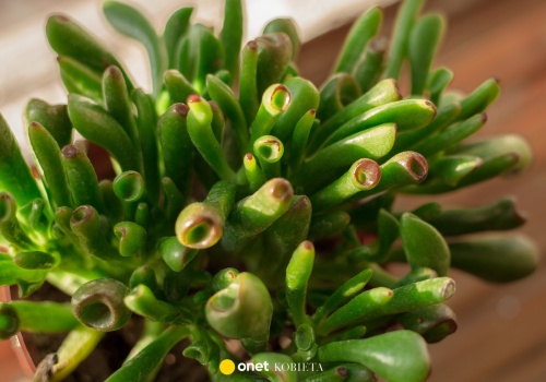 Uszy Shreka przyciągną do domu pieniądze. Postaw tę roślinę na parapecie