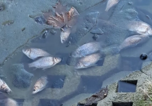 Śnięte ryby w siedleckim parku. Urząd wyjaśnia: staw zamarzł do samego dna