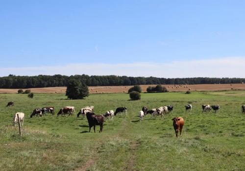 Jakie plony z ha w 2025 r. w Kombinacie Rolnym Kietrz?