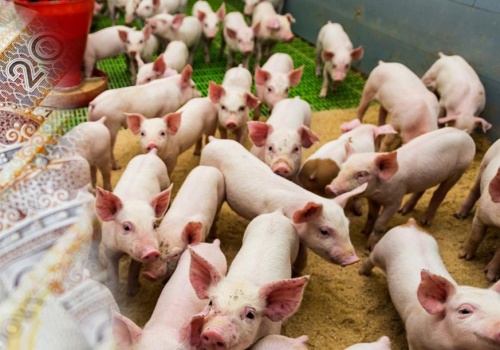 Ceny tuczników rosną – rynek łapie oddech