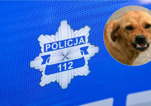 Odpowiedzą za niewłaściwe trzymanie psów. Interwencje policji w okolicy Ciechanowa