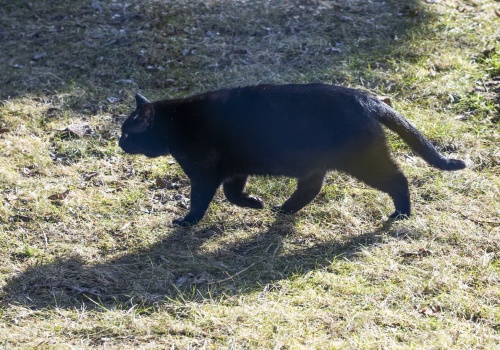 Ptasia grypa zagrożeniem dla naszych czworonogów
