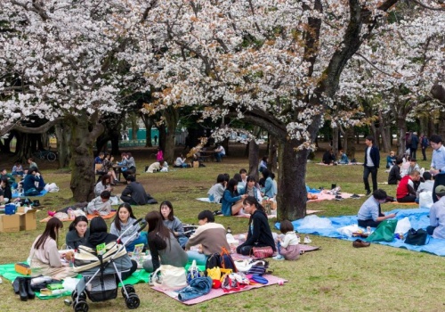 Zapomnij o Japonii. Kwitnące wiśnie bez tłumów zobaczysz w innym kraju