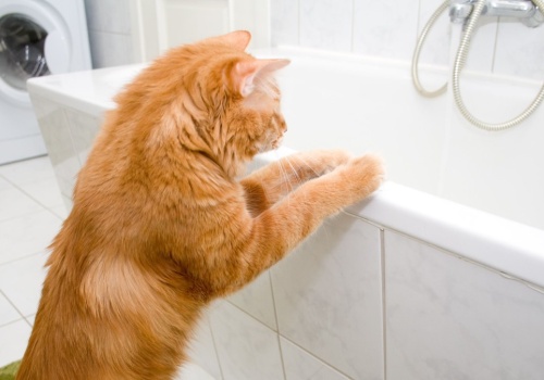 Twój kot robi tak w nocy? Sprawdź, co to może oznaczać