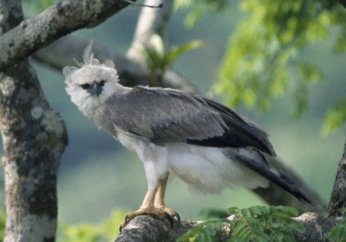 Wielki ptak, który pożera małpy. Gatunek jest na krawędzi wymarcia