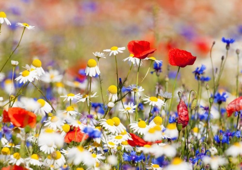 Ten dzień ma zdradzać pogodę na cały rok. Rolnicy wierzą w tę zasadę od wieków