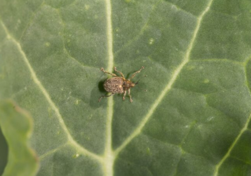 Chowacze w rzepaku ruszyły. Sprawdź progi i kiedy pryskać