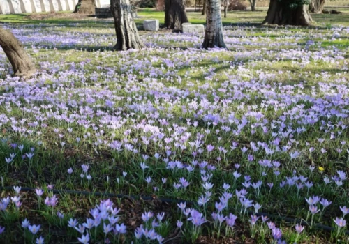 Wrocławski ogród budzi się do życia. Tutaj najlepiej zobaczysz początek wiosny