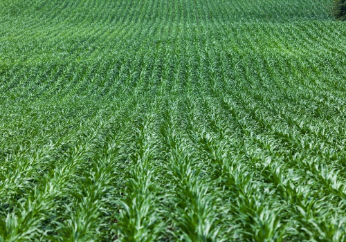 Czy areał uprawy kukurydzy przekroczy dwa miliony hektarów?