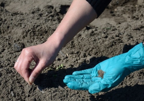 Nie czekaj do maja. Te kwiaty uwielbiają sadzenie już w marcu